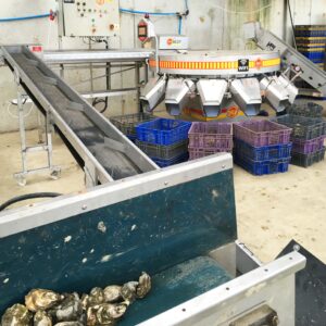Alimentation Linéaire pour Calibreuse à Huîtres