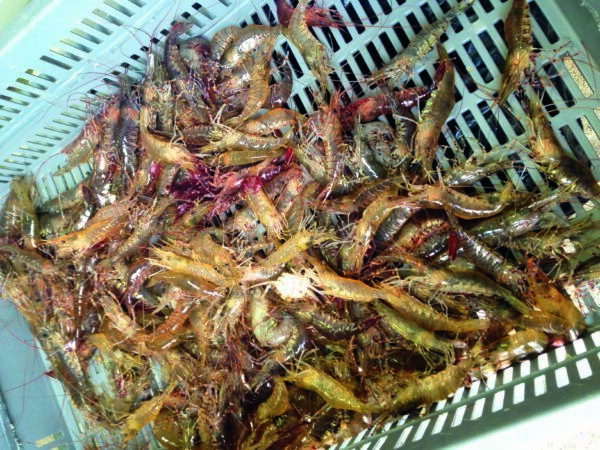 Crible à crevettes vibrant